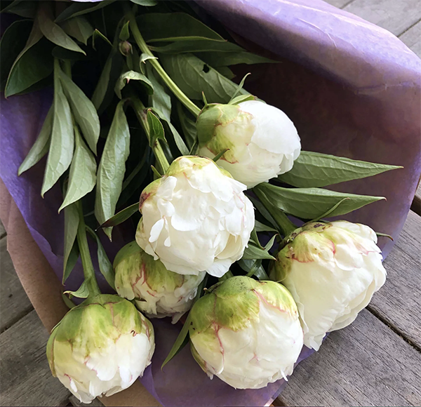 An image of white peonies